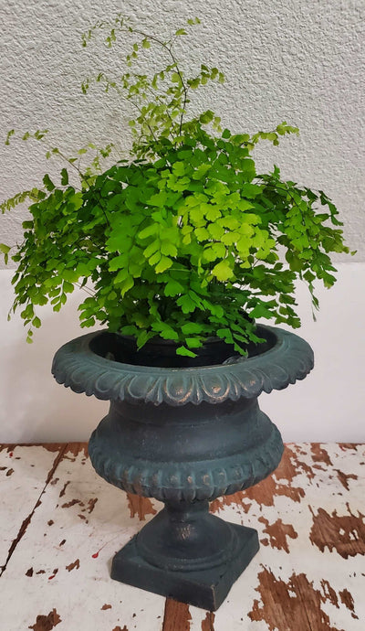 Antique 19th Century Cast Iron Black & Blue Urn Planter | Vintage Character