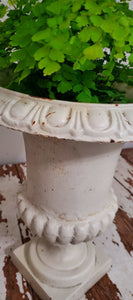 Antique 19th Century Cast Iron White Urn Planter | Vintage Character