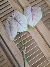 Load image into Gallery viewer, Faux Caladium Stem ~ Light Blush