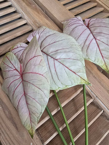 Faux Caladium Stem ~ Light Blush