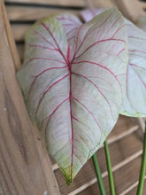 Load image into Gallery viewer, Faux Caladium Stem ~ Light Blush