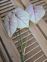 Load image into Gallery viewer, Faux Caladium Stem ~ Light Blush