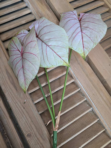 Faux Caladium Stem ~ Light Blush