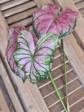 Load image into Gallery viewer, Faux Caladium Stem ~ Watermelon