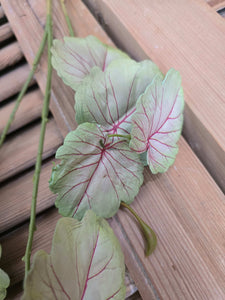 Faux Meadow Vine ~ Blush