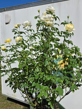 Load image into Gallery viewer, The Poet&#39;s Wife English Rose Shrub~ David Austin