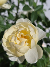 Load image into Gallery viewer, The Poet&#39;s Wife English Rose Shrub~ David Austin