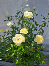 Load image into Gallery viewer, The Poet&#39;s Wife English Rose Shrub~ David Austin
