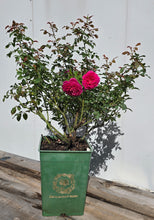 Load image into Gallery viewer, Gabriel Oak English Rose Shrub~ David Austin