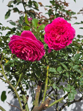 Load image into Gallery viewer, Gabriel Oak English Rose Shrub~ David Austin