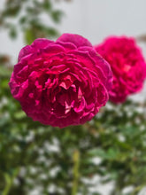 Load image into Gallery viewer, Gabriel Oak English Rose Shrub~ David Austin