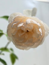 Load image into Gallery viewer, Desdemona English Rose Shrub~ David Austin