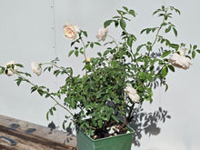Load image into Gallery viewer, Desdemona English Rose Shrub~ David Austin