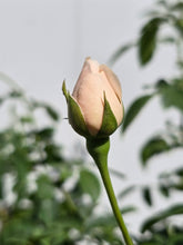 Load image into Gallery viewer, Desdemona English Rose Shrub~ David Austin