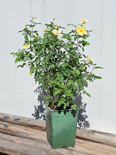 Load image into Gallery viewer, Tottering By Gently English Rose Shrub~ David Austin