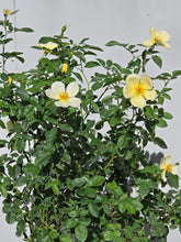 Load image into Gallery viewer, Tottering By Gently English Rose Shrub~ David Austin