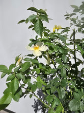 Load image into Gallery viewer, Tottering By Gently English Rose Shrub~ David Austin