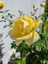 Load image into Gallery viewer, Eternal Flame Rose ~ Bloomables