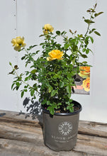 Load image into Gallery viewer, Eternal Flame Rose ~ Bloomables