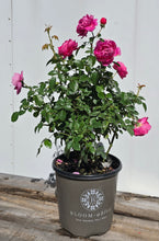 Load image into Gallery viewer, Powerpuff Pink Rose ~ Bloomables