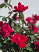 Load image into Gallery viewer, Sweet Spirit Rose ~ Bloomables