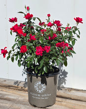 Load image into Gallery viewer, Sweet Spirit Rose ~ Bloomables