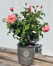 Load image into Gallery viewer, Sweet Mademoiselle Rose ~ Bloomables