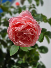 Load image into Gallery viewer, Sweet Mademoiselle Rose ~ Bloomables