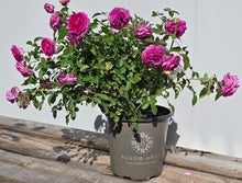 Load image into Gallery viewer, Nicole Carol Miller Rose ~ Bloomables