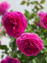 Load image into Gallery viewer, Nicole Carol Miller Rose ~ Bloomables