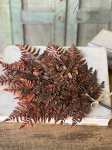 Fall Autumnal Fern Bundle ~ Rust