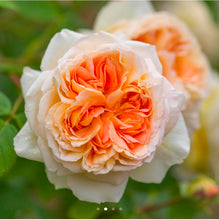 Load image into Gallery viewer, Bathsheba Climbing English Rose ~ David Austin