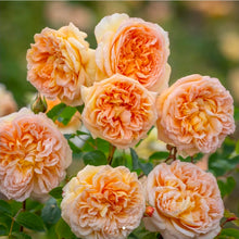 Load image into Gallery viewer, Bathsheba Climbing English Rose ~ David Austin