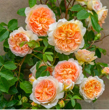 Load image into Gallery viewer, Bathsheba Climbing English Rose ~ David Austin