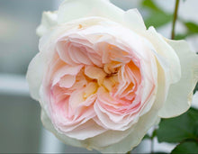 Load image into Gallery viewer, Bolero Rose ~ Bloomables