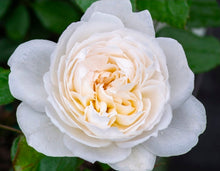 Load image into Gallery viewer, Bolero Rose ~ Bloomables