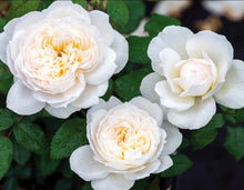 Load image into Gallery viewer, Bolero Rose ~ Bloomables