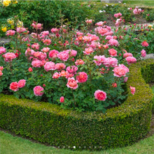 Load image into Gallery viewer, Boscobel English Rose Shrub~ David Austin