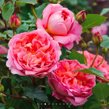 Load image into Gallery viewer, Boscobel English Rose Shrub~ David Austin