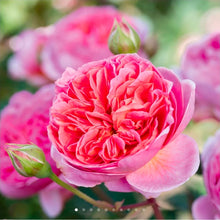 Load image into Gallery viewer, Boscobel English Rose Shrub~ David Austin
