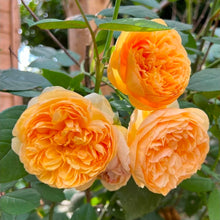 Load image into Gallery viewer, Bring Me Sunshine English Rose Shrub~ David Austin