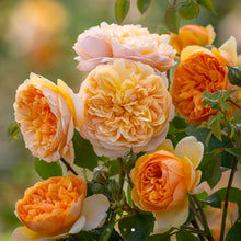 Load image into Gallery viewer, Bring Me Sunshine English Rose Shrub~ David Austin
