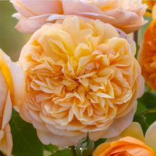 Load image into Gallery viewer, Bring Me Sunshine English Rose Shrub~ David Austin