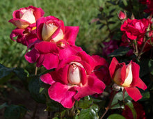 Load image into Gallery viewer, Cherries and Champagne Rose ~ Bloomables