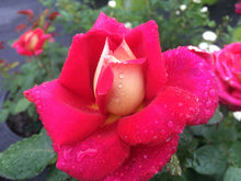 Load image into Gallery viewer, Cherries and Champagne Rose ~ Bloomables