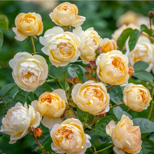 Load image into Gallery viewer, Dannahue English Rose Shrub~ David Austin 3 Gallon