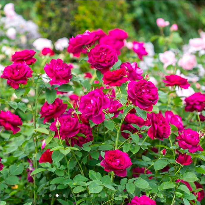 Darcey Bussell English Rose Shrub~ David Austin