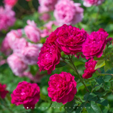 Load image into Gallery viewer, Darcey Bussell English Rose Shrub~ David Austin