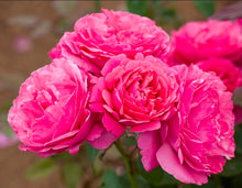 Load image into Gallery viewer, Dee-Lish Rose ~ Bloomables