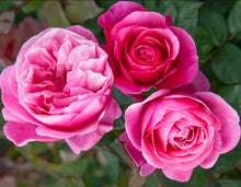 Load image into Gallery viewer, Dee-Lish Rose ~ Bloomables